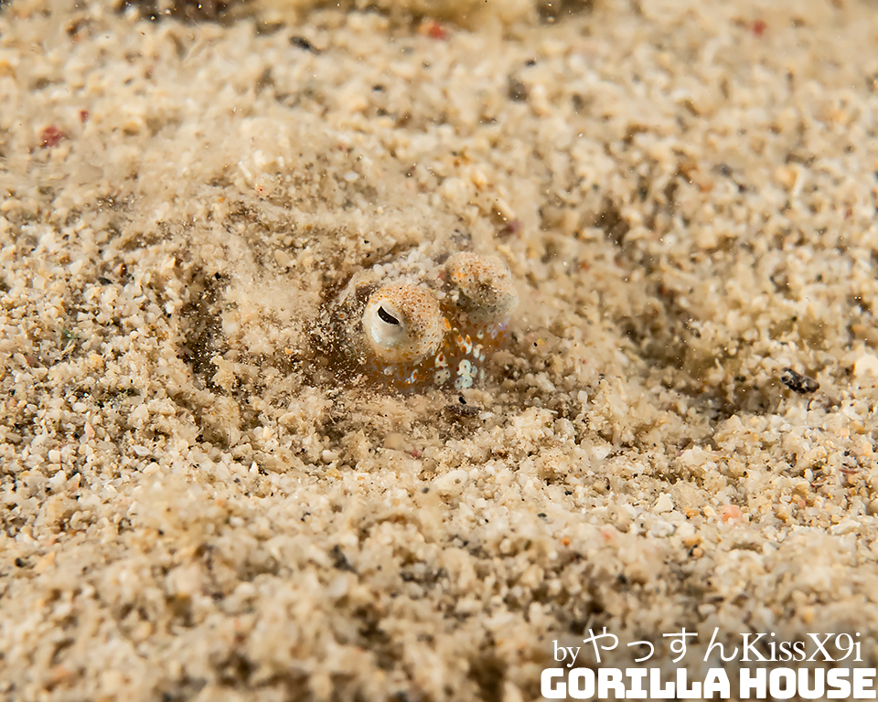 砂に潜るミミイカ