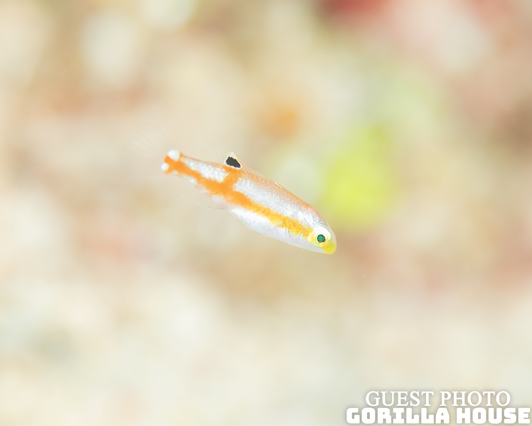 クラカケベラの幼魚