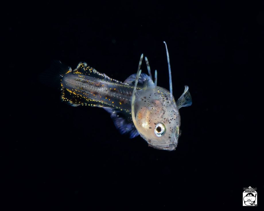 サイウオ属の稚魚